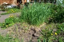 Як зробити парник у бочці своїми руками своїми
