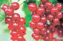 Як врятувати смородину, чи боремося зі склянкою врятувати