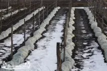 Як укрити виноград на зиму – терміни, способи укриття, утеплення молодого винограду виноград