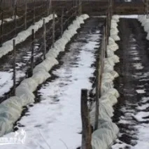Як укрити виноград на зиму – терміни, способи укриття, утеплення молодого винограду терміни