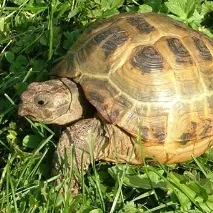 Як дізнатися підлогу черепахи сухопутної дізнатися