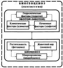 Схема біогеоценозу екосистеми екосистеми