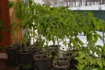 Як вирощувати смачні та цілющі томати, створюючи живий ґрунт у теплиці створюючи