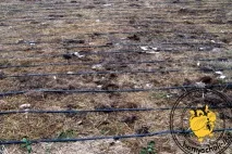 Як виростити гарбуз без турбот і клопоту, частина 1 - усі тварини - Годування тварин - Каталог турбот