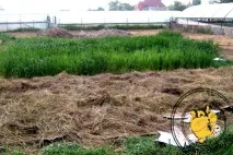 Як виростити гарбуз без турбот і клопоту, частина 1 - усі тварини - Годування тварин - Каталог виростити