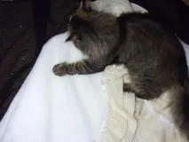 Як я реанімувала нудне весільне манто реанімувала