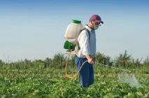 Картопля Пікассо - опис сорту з характеристикою та відгуками сорту