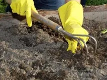 Картопля Пікассо - опис сорту з характеристикою та відгуками сорту