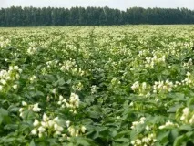 Картопля Пікассо - опис сорту з характеристикою та відгуками сорту