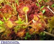 Клуб любителів кімнатних рослин любителів
