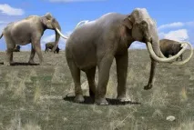 були