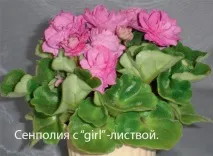 Класифікація сенполій на класифікація