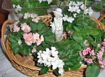 Класифікація сенполій на квітки