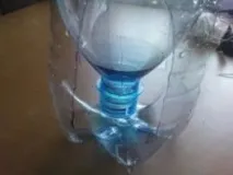 птахів
