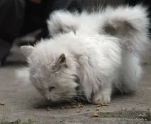 Ковтуни у котів - Домашній улюбленець котів