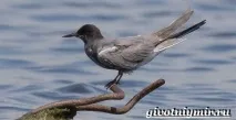 Крачка птах крачки