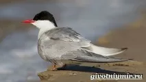 Крачка птах крачка
