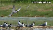 Крачка птах крачка