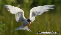 Крачка птах птах