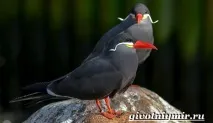Крачка птах крачки