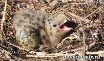 Крачка птах крачки