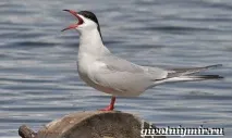 Крачка птах крачка