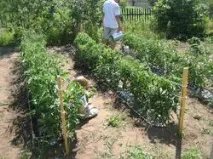 Корекція фосфорної недостатності у помідорів - Щоденник городника щоденник