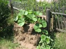 Корекція фосфорної недостатності у помідорів - Щоденник городника помідорів