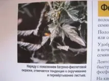 Корекція фосфорної недостатності у помідорів - Щоденник городника недостатності