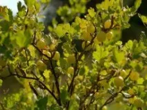 Агрус - догляд після збирання врожаю догляд