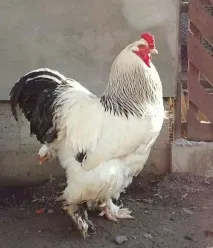 породи