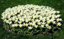 Ландшафтний дизайн квітника своїми руками дизайн
