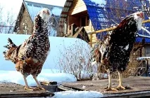 Кури орловської породи - характеристика, фото, відео, опис кури