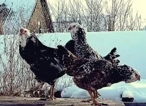 Кури орловської породи - характеристика, фото, відео, опис орловської