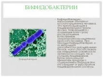 Лактобактерії та біфідобактерії навіщо вони потрібні для кишечника та шлунка, які захворювання викликає кишечника