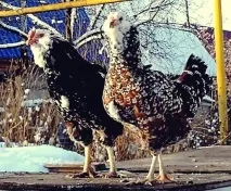 Кури орловської породи - характеристика, фото, відео, опис фото