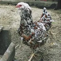 Кури орловської породи - характеристика, фото, відео, опис породи