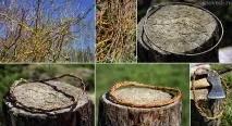 Магічні властивості верби верби