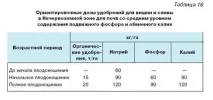 Маточник сливи в розпліднику маточник