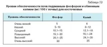 Маточник сливи в розпліднику сливи