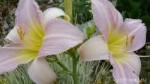 Багаторічні квіти для початківців садівників, Дачники квіти