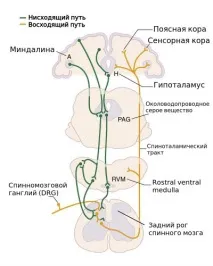 болю