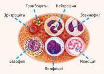 Моноцити підвищені у дорослого, про що це говорить, причини моноцити