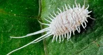 mealybug