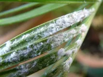 mealybug