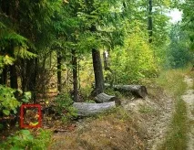 Знайди собаку - 27 епізод (гра Однокласники, ВКонтакте) відповіді де знайти однокласники