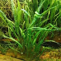 Наш акваріум Cryptocoryne
