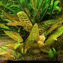 Наш акваріум Cryptocoryne