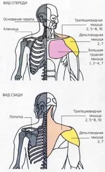 Напруга в м’язах грудей та шиї язах