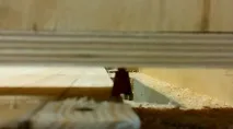 стандартна